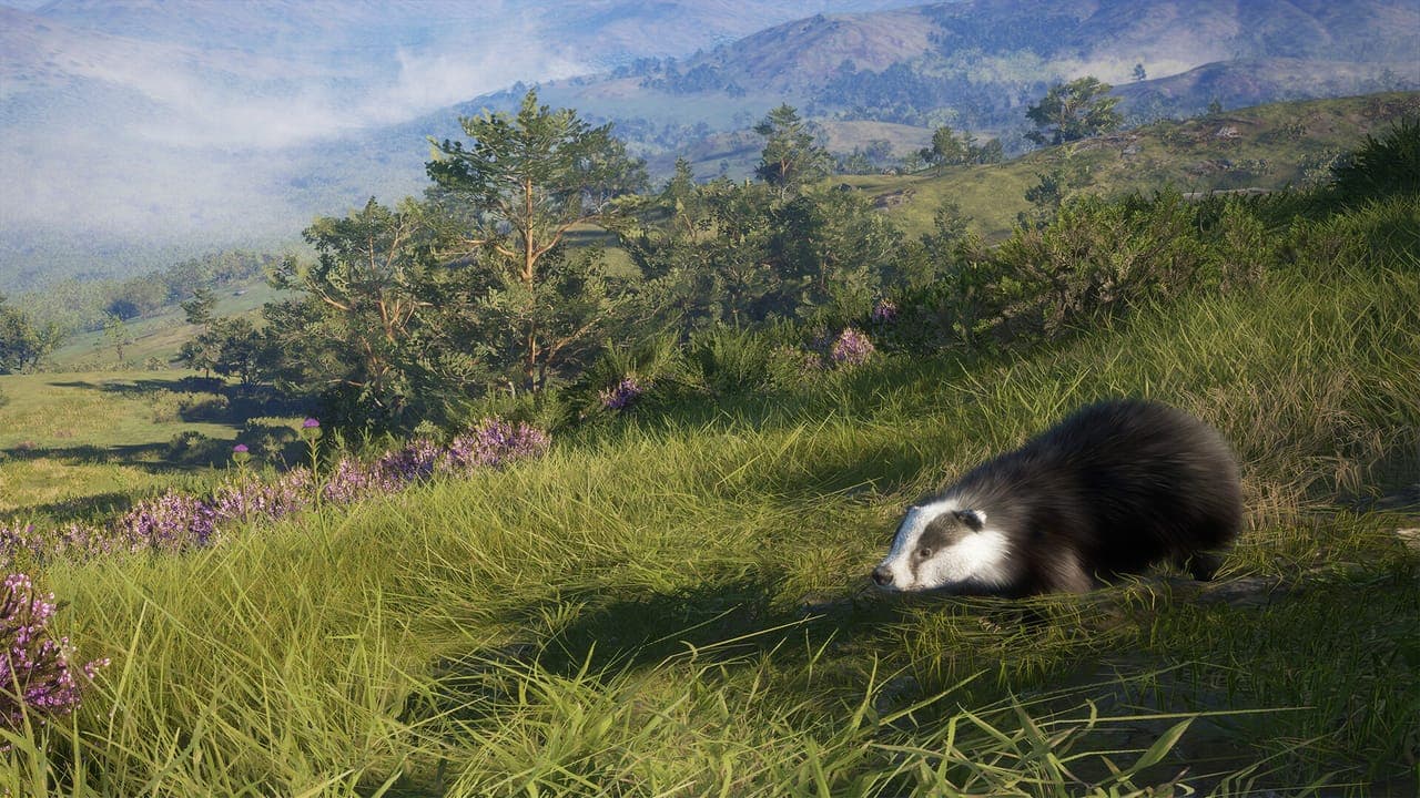 A European badger lying in long green grass beside purple heather on a hillside, with wooded hills and mist behind, in theHunter: Call of the Wild