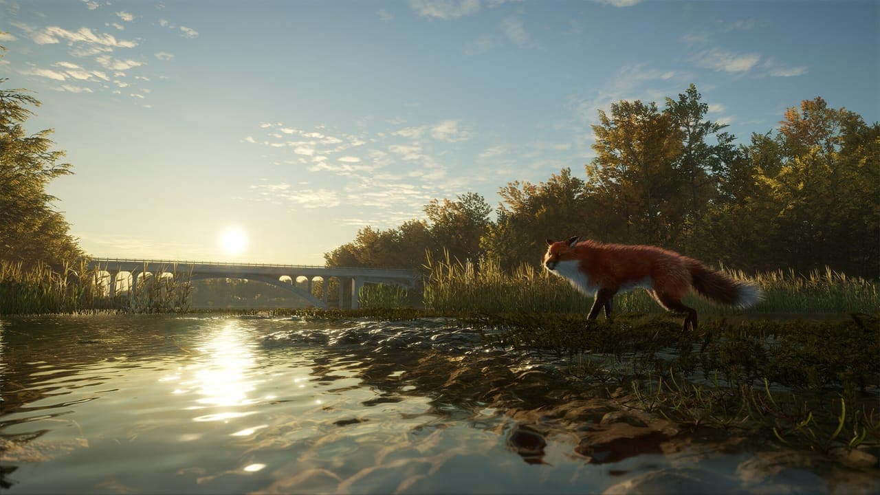 A red fox trotting through tall reeds at the edge of a sunlit river, with an arched stone bridge in the distance, in theHunter: Call of the Wild